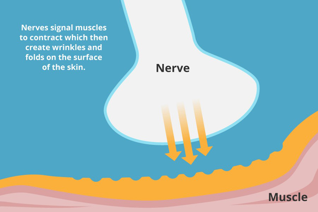 Interaction of nerve and muscle under normal circumstances